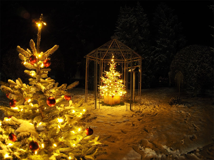 Weihnachtsbaum und Klimabilanz Foto: VNWB