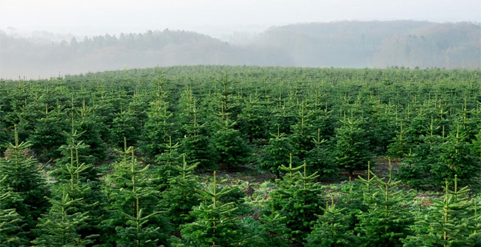 Weihnachtsbaum und Klimabilanz Credit: VNWB