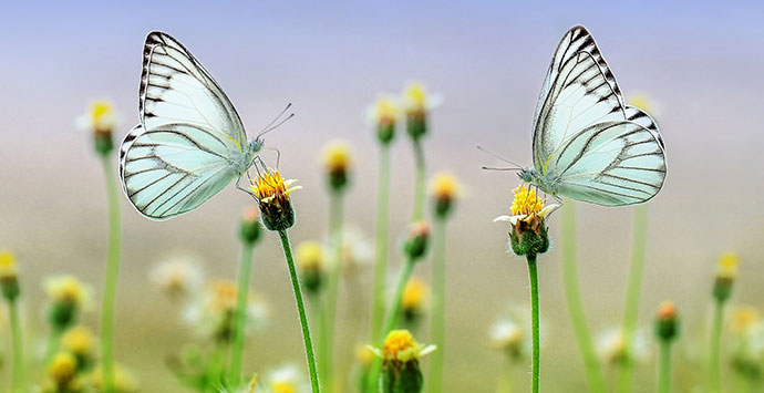 Auch Schmetterlinge wollen sich gesund ernähren; Editorial Foto: pixabay
