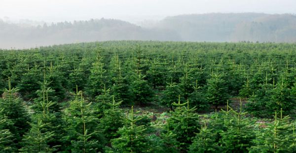 Weihnachtsbaum und Klimabilanz Credit: VNWB